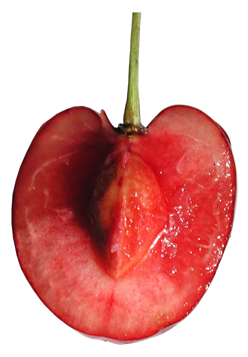 cherry-35